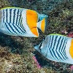 Madagascar butterflyfish - Chaetodon madagaskariensis