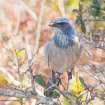 Florida Scrub Jay