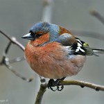 Pinson des arbres (Fringilla coelebs) (116)