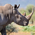 White Rhino profile