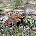 Bufo bufo / Rospo comune