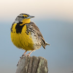 Western Meadowlark