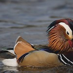 Mandarin drake