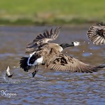 Saved by the bellowing goose - A lucky trout escaped from the Osprey&rsquo;s grasp when a Canada goose intervened (archives)