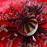 Au coeur de la fleur