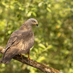 Milhafre-preto, Black Kite (Milvus migrans)