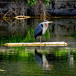 Heron posing on one leg in Ambleside Pond (+4)