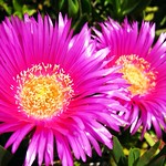IMG_5601 - carpobrotus