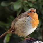 Round Robin
