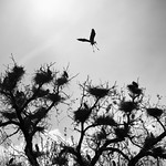 A Bird In The Bush II