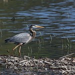 1.02044 Grand H&eacute;ron / Ardea herodias herodias / Great Blue Heron