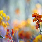 Goldlack / Wallflower