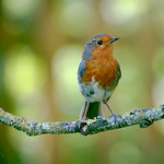 Robin - Erithacus rubecula