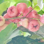 Malay Apple, Jambo, Paramaribo, Suriname