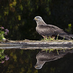 Milhafre-preto, Black Kite (Milvus migrans)