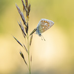 Common Blue - Polyommatus icarus