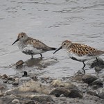 Dunlin at Haslingden Grane, Rossendale, Lancashire, England