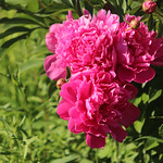 Peony