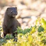 American Mink | Neovison vison | Vison d'Amérique