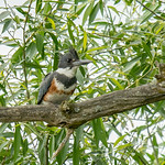 Martin-p&ecirc;cheur - Belted Kingfisher DSC8112-Mod.jpg