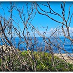 Burnt banksia trees at Cape Solander