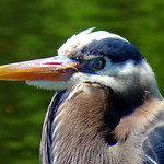 Portrait of a Green Heron