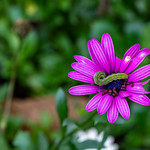 Nature at work - larva from Icilius blue butterfly's eggs that were deposited at bud stage, feasting on host