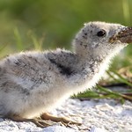 &ldquo;Big Gulp&rdquo;