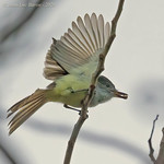 Stolid Flycatcher (Myiarchus stolidus)