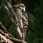 Downy woodpecker