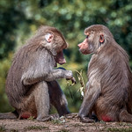 A Fascinating Conversation [In Explore 7/8/20]