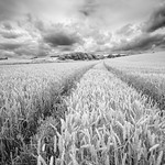 Farming on the Downs