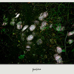 Gift from the canopy