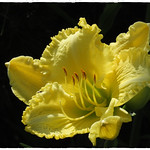 H&eacute;m&eacute;rocalle au Parc Marie-Victorin, Kingsey-Falls, Qc