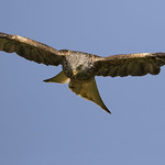 The Great Golden Bird