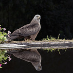 Milhafre-preto, Black Kite (Milvus migrans)