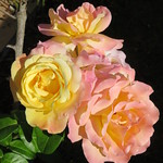Roses "Madame Meilland". "Peace". "Gloria Dei". "Gioia".
