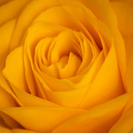 soft yellow rose 3