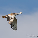 Great Bustard, a lucky fly past