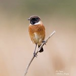 Gorgeous Male Stonechat.