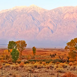 Autumn Sunrise, Round Valley Ranch, Sierra Nevada, CA 2020