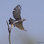 Gray Hawk_MG_6617edtsg