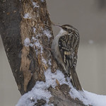 Brown Creeper