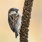 House Sparrow