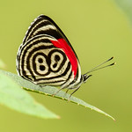 Widespread Eighty-eight - Diaethria clymena (Nymphalidae, Biblidinae, Callicorini 111s-8407