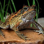 Portrait: Cane Toad
