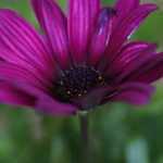 IMG_4104 Daisy