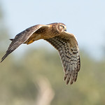 Juvenile Northern Harrier in Flight