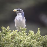 Western Scrub-Jay, Locke-Paddon Park, Marina, California, 09-02-20