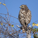 Red-shouldered hawk
